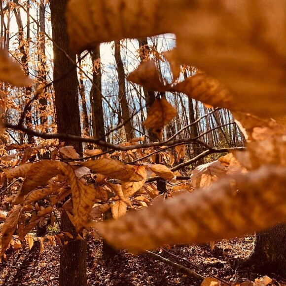autumnbeau